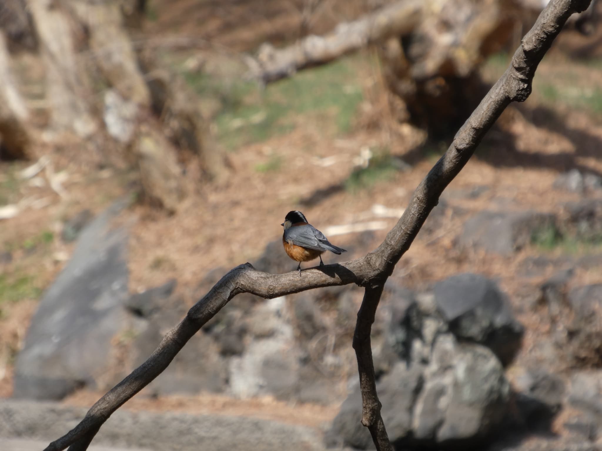 Sittiparus varius02